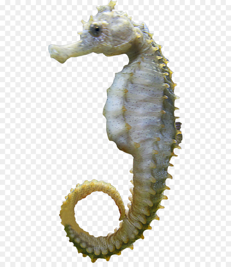 Caballito De Mar，Marina PNG