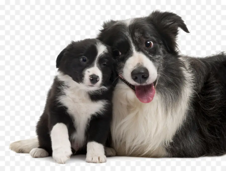 Border Collie，Rough Collie PNG