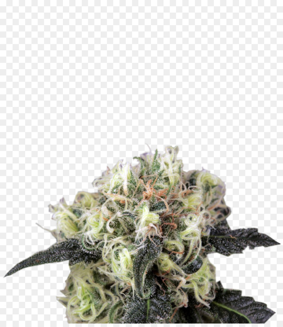 Cannabis Sativa，Skunk PNG