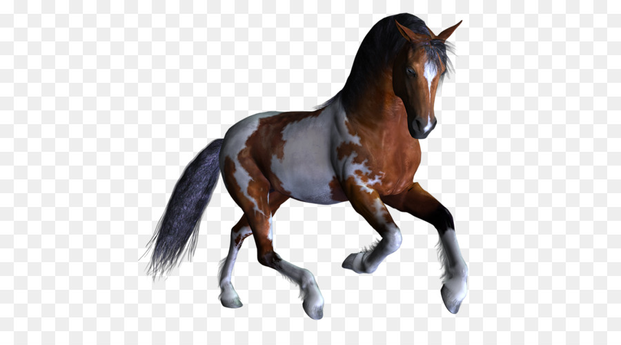 Caballo，Equino PNG