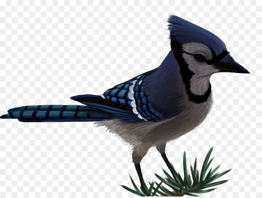 Blue Jay，Pájaro PNG