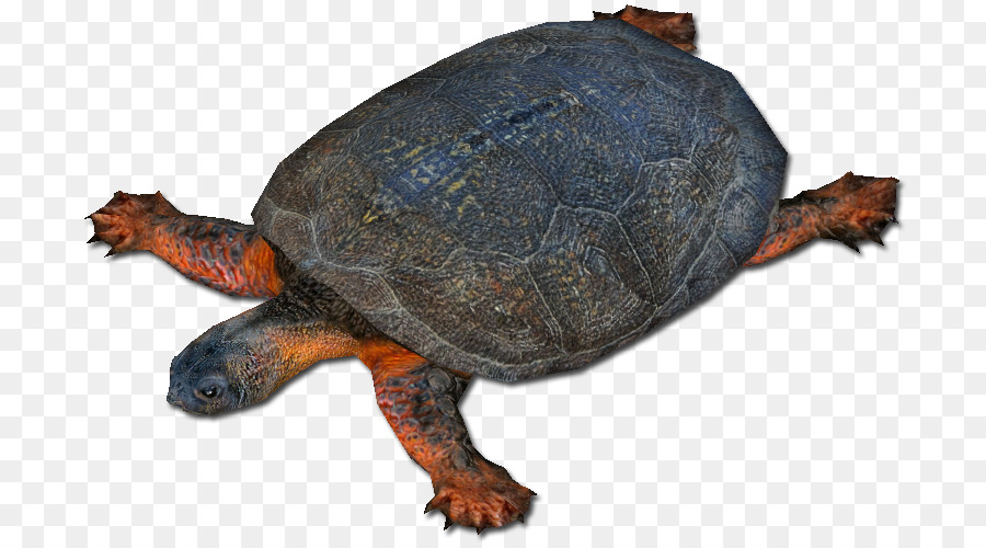 Tortuga，Reptil PNG