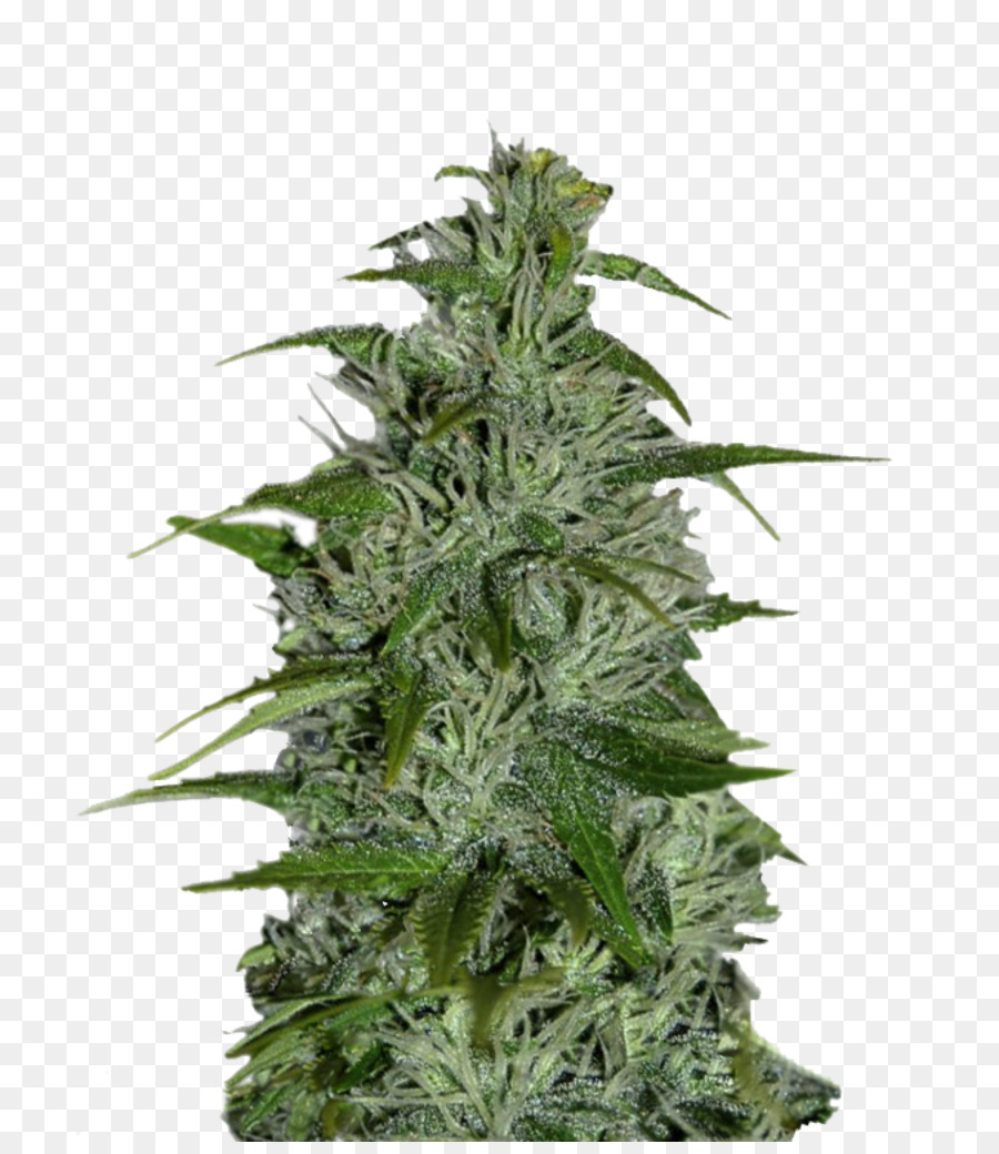 Planta De Cannabis，Marijuana PNG