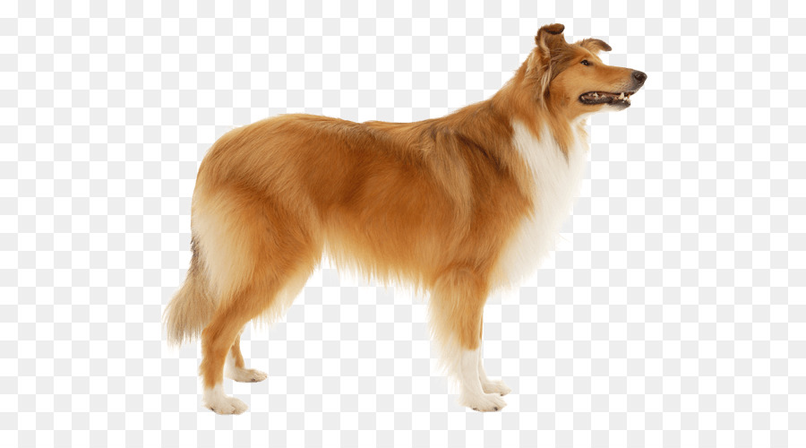 Rough Collie，Shetland Sheepdog PNG