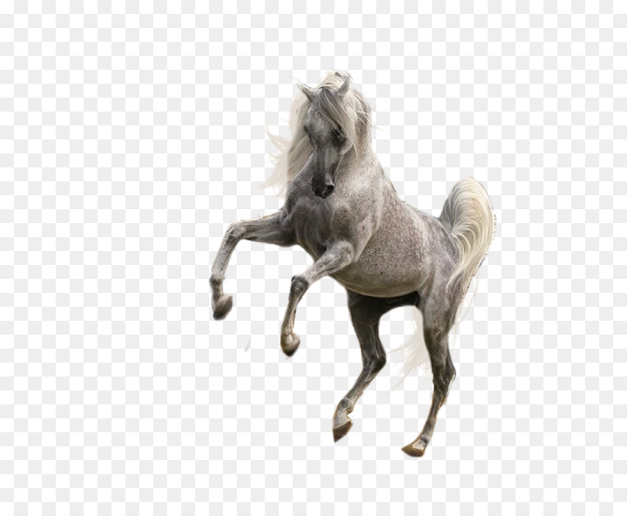 Caballo Negro，Caballo PNG