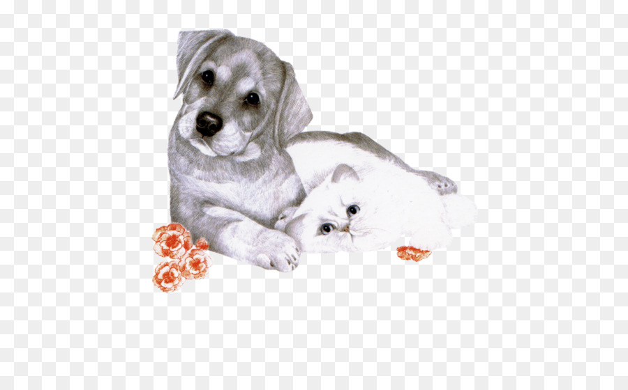 Labrador Retriever，Cachorro PNG