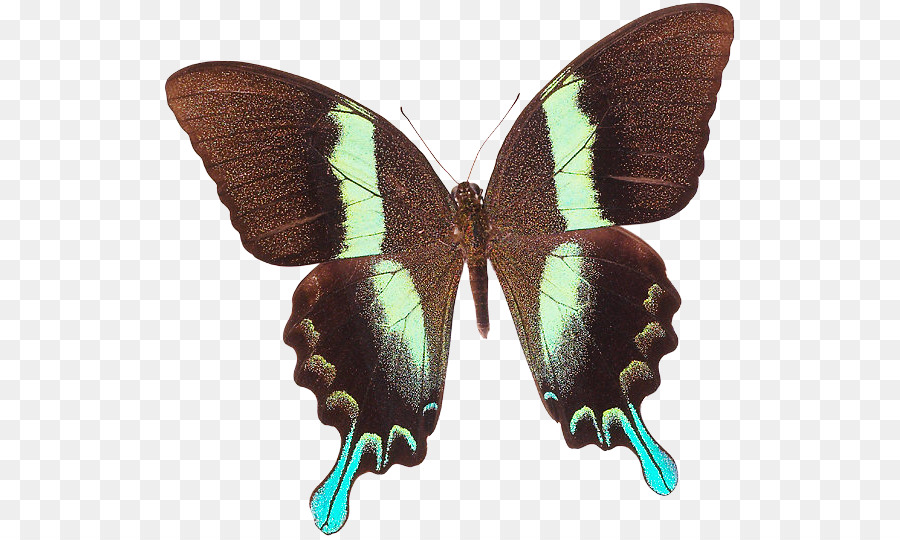 Mariposa，Verde De Cola De Golondrina PNG