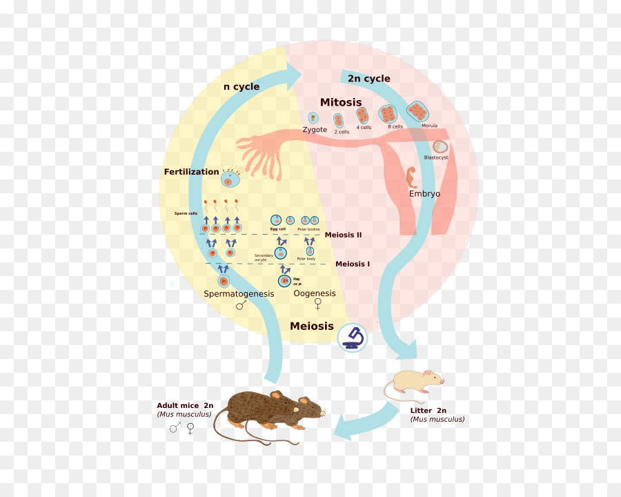 Diagrama De Meiosis，Mitosis PNG