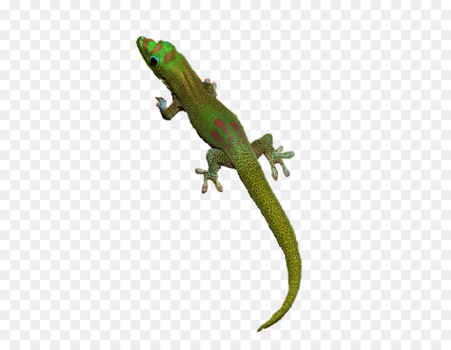 Geco，Lagarto PNG