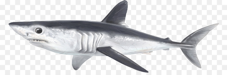 Tiburón Tigre，Marrajo Sardinero PNG