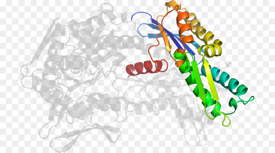 Estructura De La Proteína，Molécula PNG