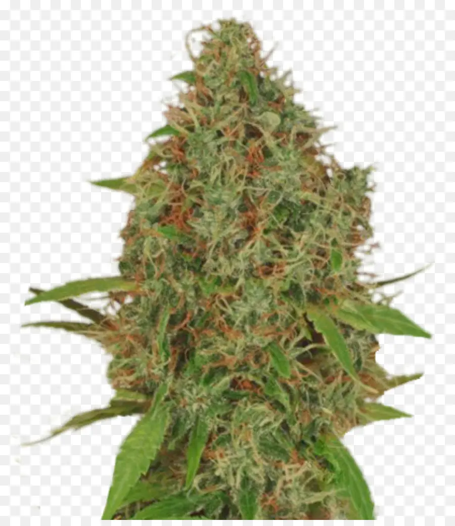 Cogollo De Cannabis，Marijuana PNG