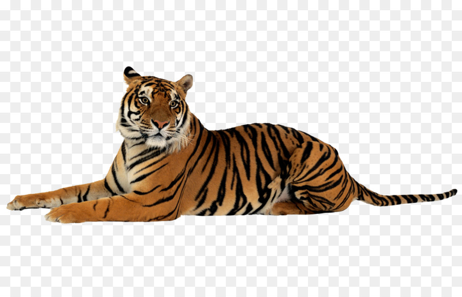 Tigre，Felidae PNG