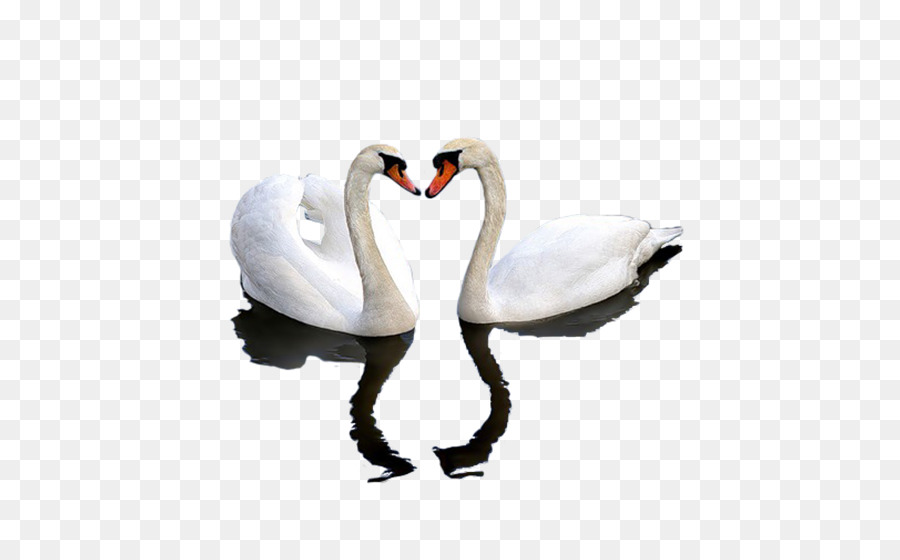 Cisnes，Aves PNG