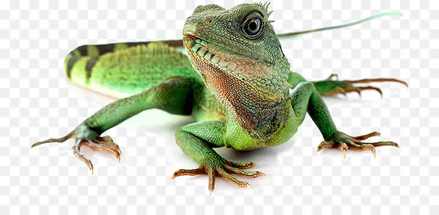 Lagarto，Reptiles PNG