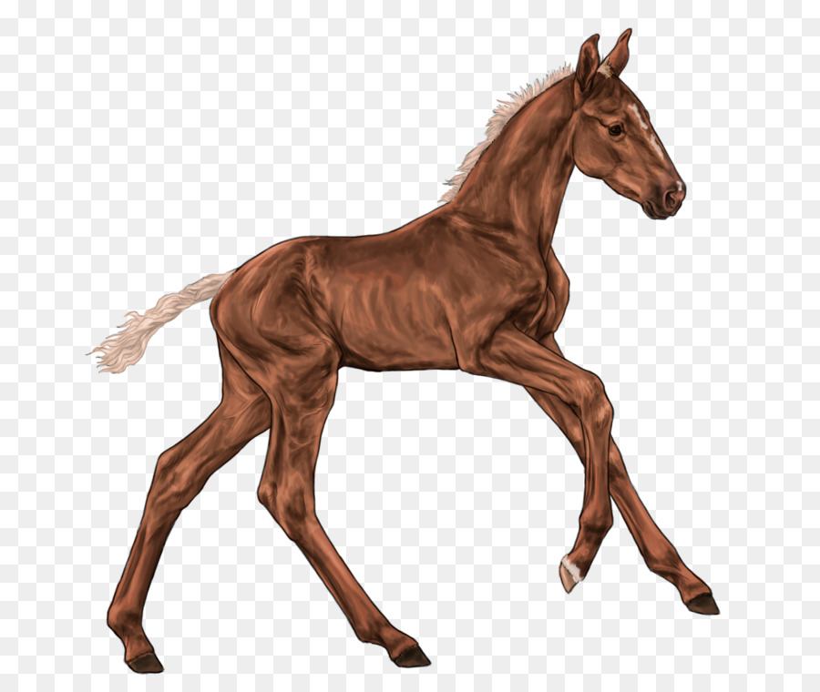 Mustang，Potro PNG