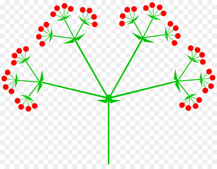 Inflorescencia，Umbela PNG