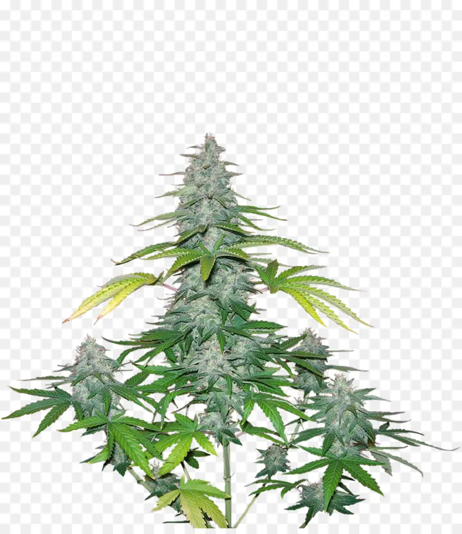El Cannabis，árbol PNG