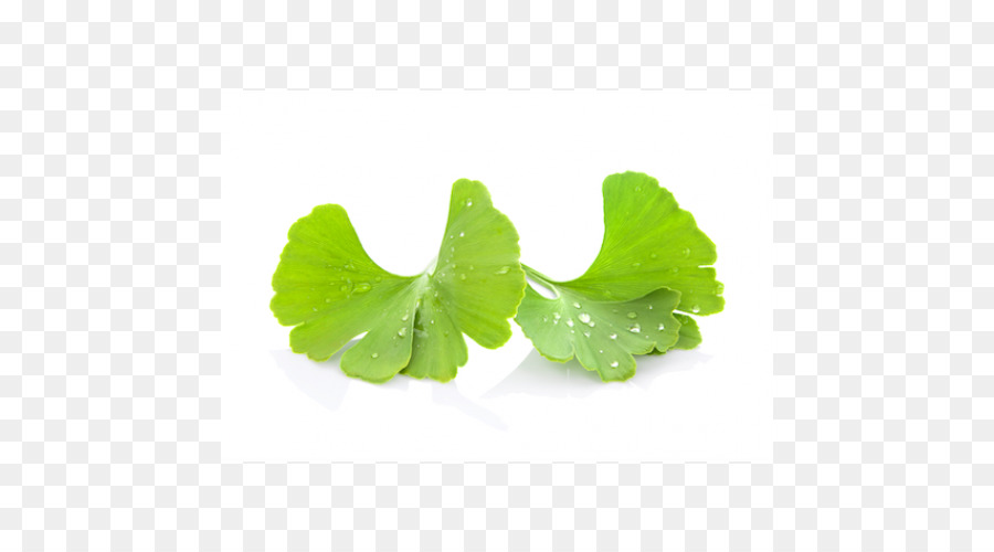 Hojas De Gingko，Verde PNG