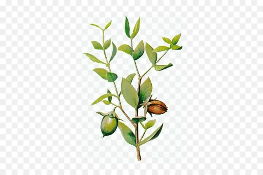 Planta De Jojoba，Hojas PNG