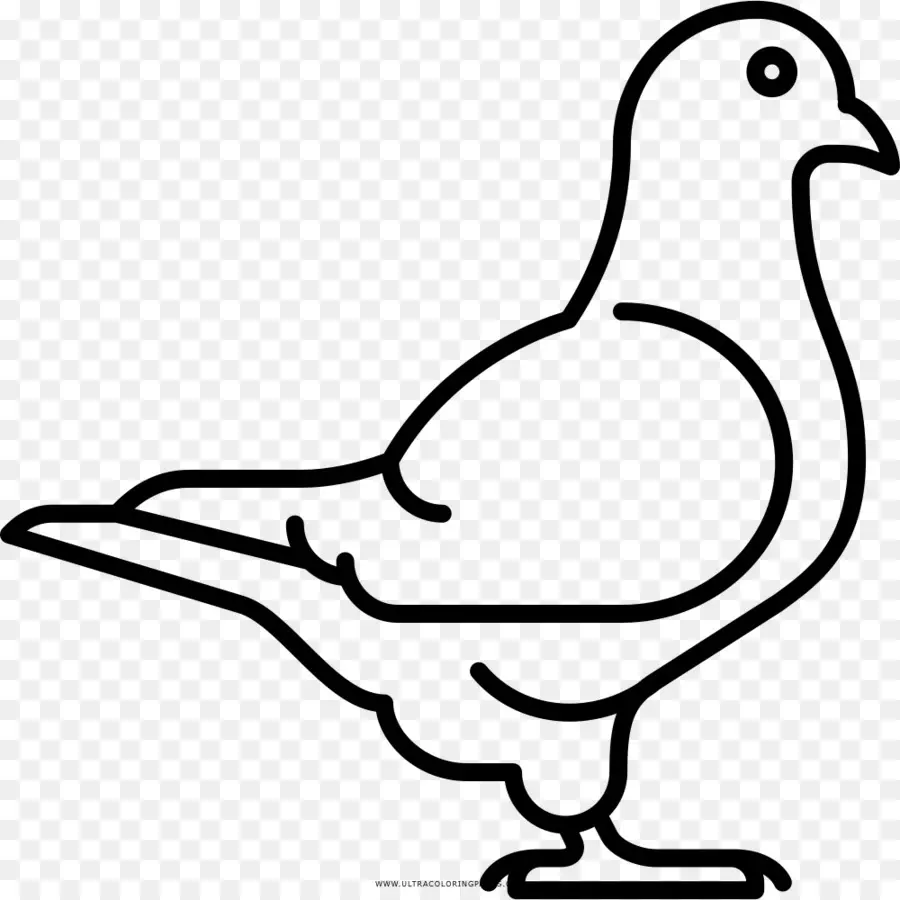 Rock Dove，Libro Para Colorear PNG