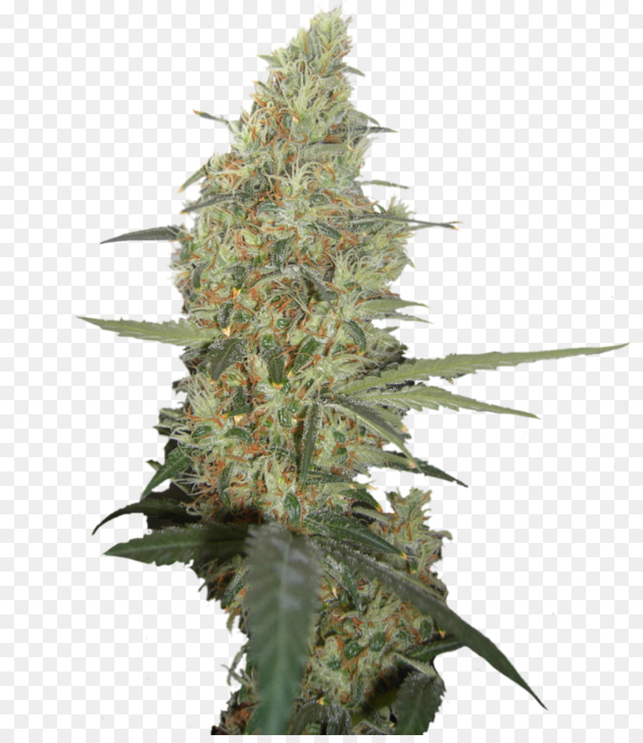 Canabis，Taza De Cannabis PNG