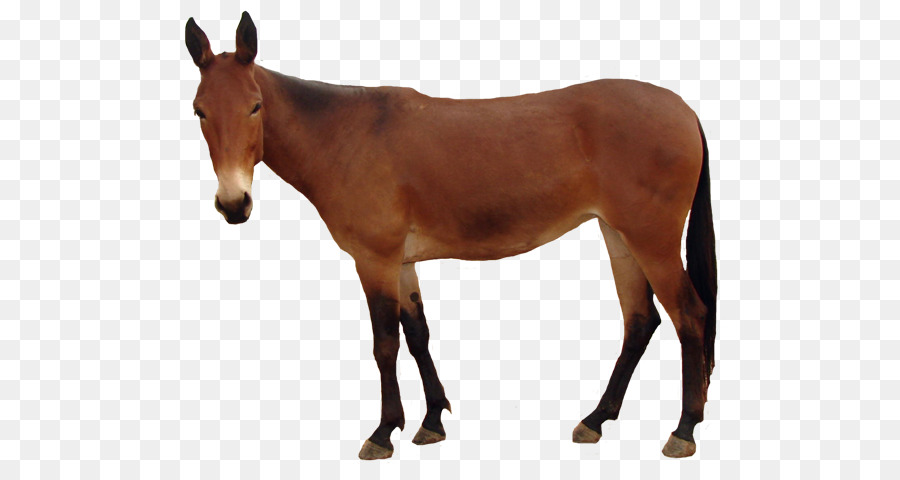 Caballo，Ecuestre PNG