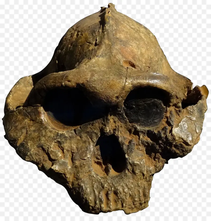 La Garganta De Olduvai，Paranthropus Boisei PNG