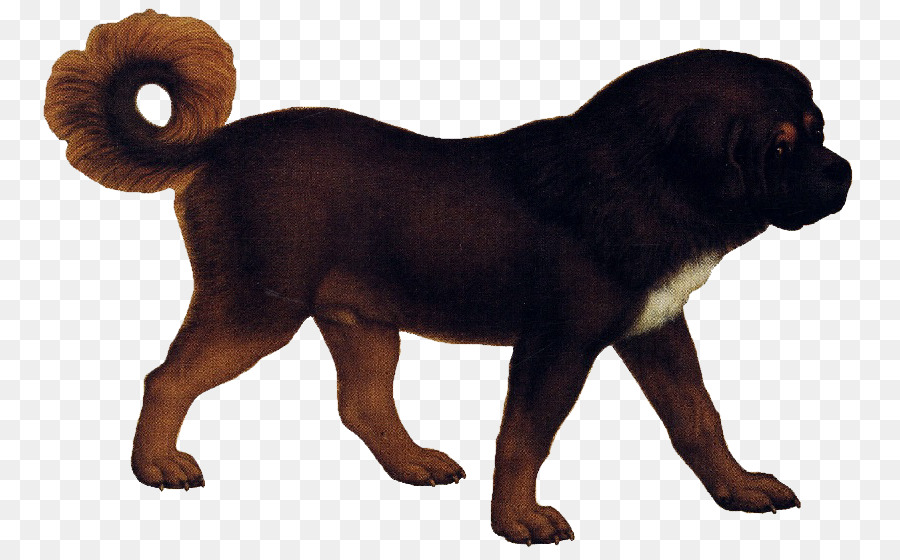 Mastín Tibetano，Cachorro PNG