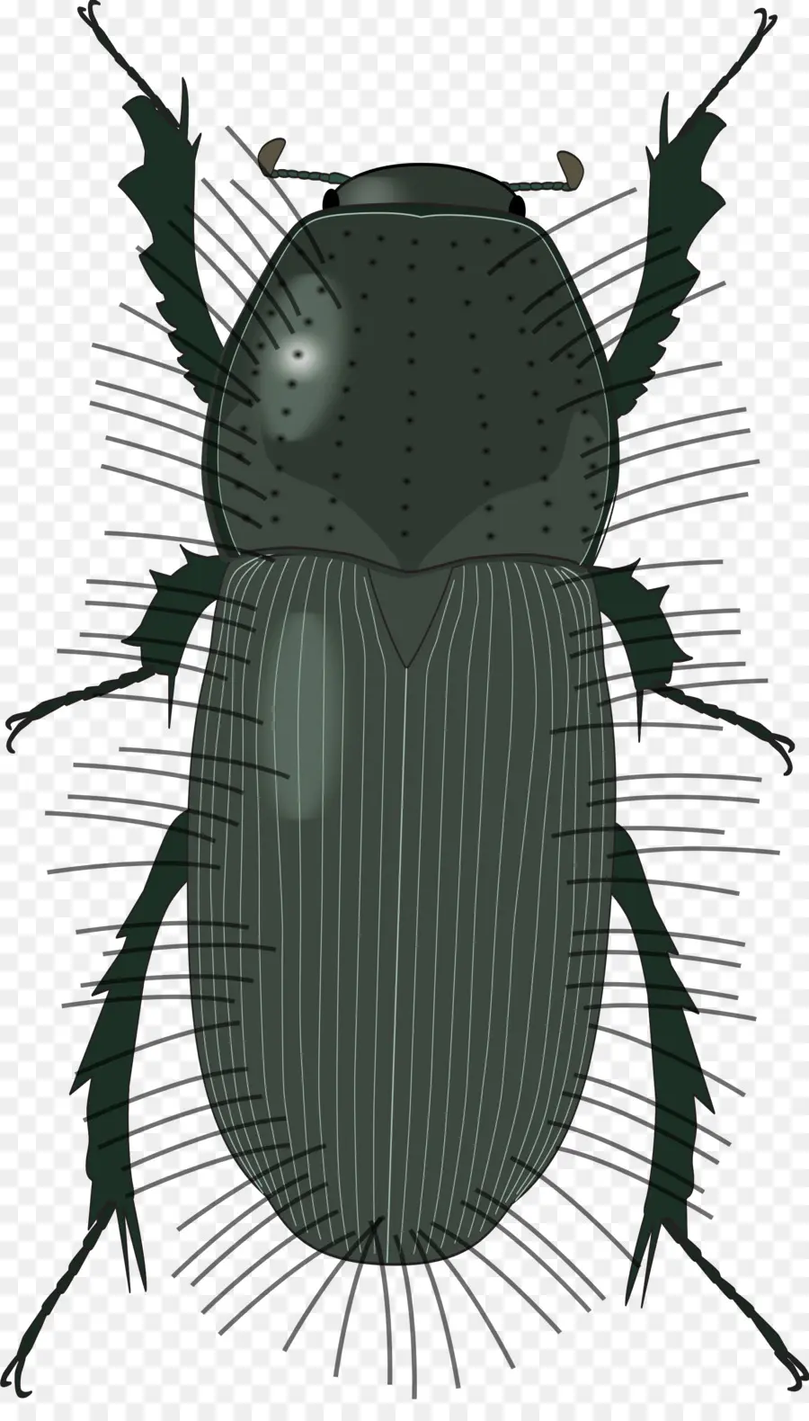 Escarabajo Negro，Bicho PNG