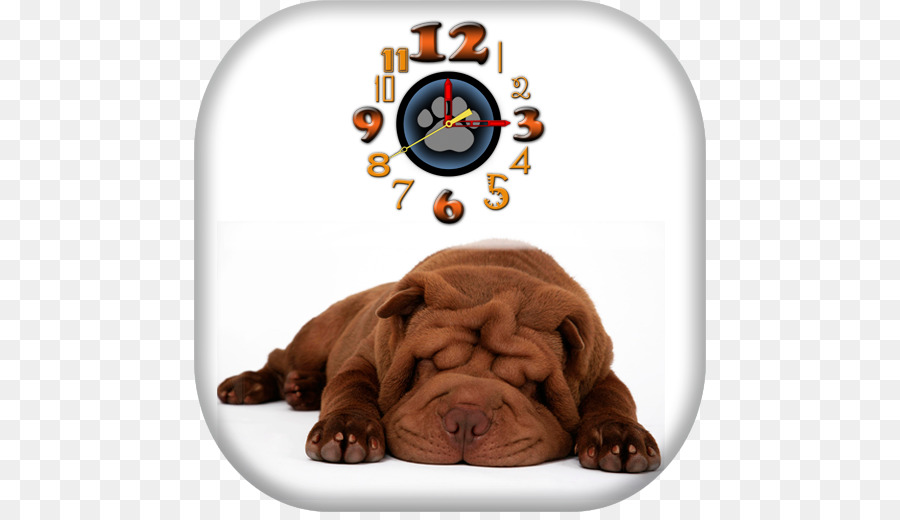 Shar Pei，Cachorro PNG