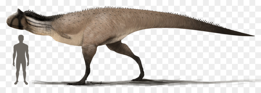 Carnotaurus，Tyrannosaurus PNG
