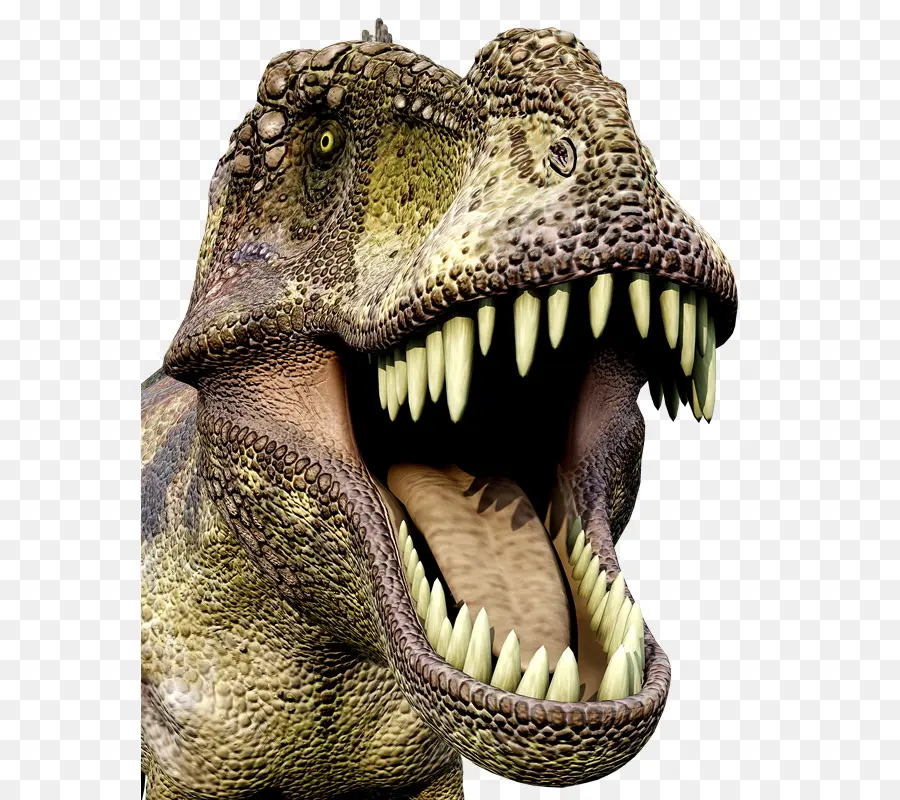 Tyrannosaurus，Dinosaurio PNG