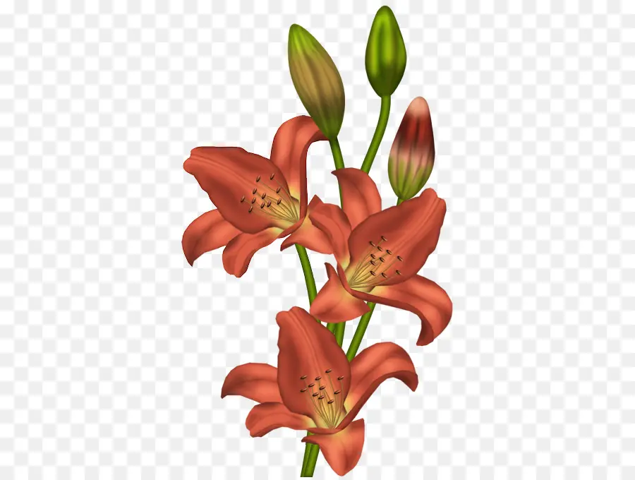 Tiger Lily，Flor PNG