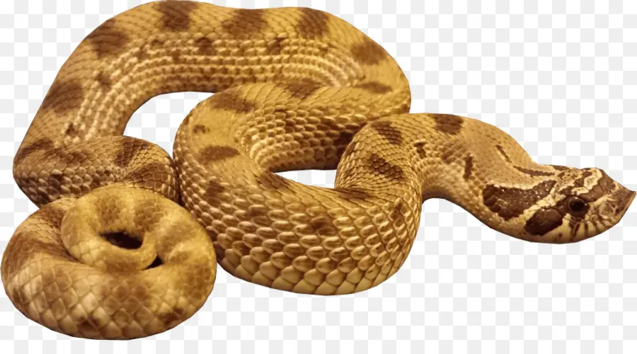 Serpiente，Reptil PNG