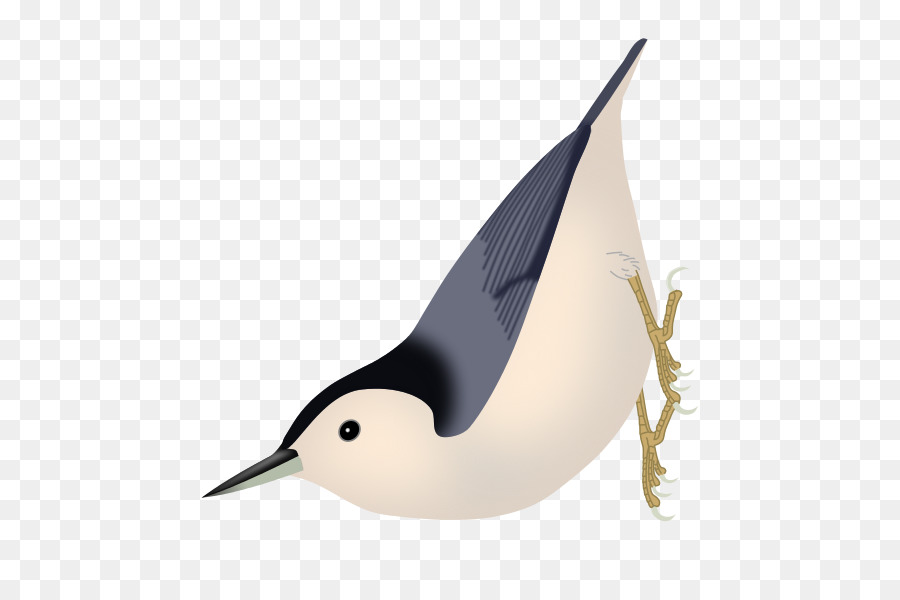 Pájaro，Plumas PNG