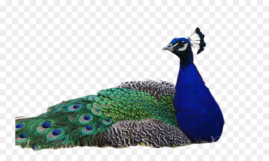 Pavo Real，Pájaro PNG