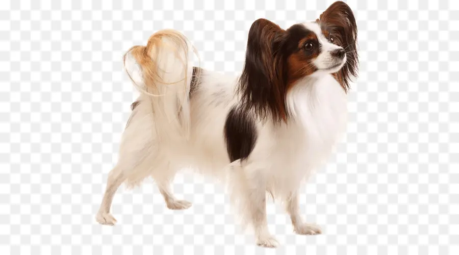 Papillon Perro，Phalène PNG