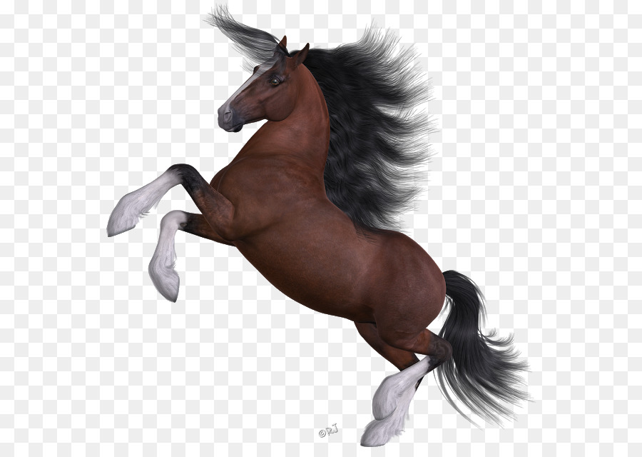 Caballo Negro，Equino PNG