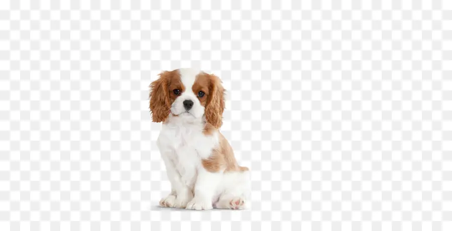 Cavalier King Charles Spaniel，King Charles Spaniel PNG