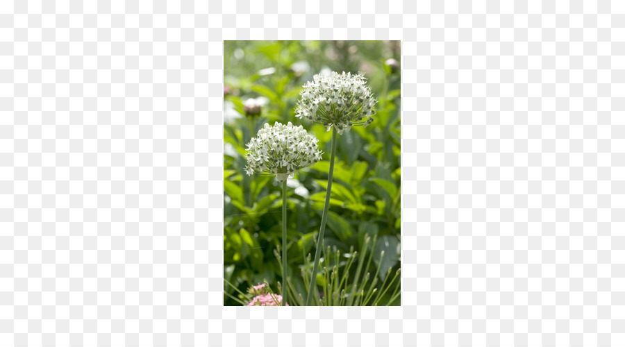 Allium Nigrum，Bombilla PNG