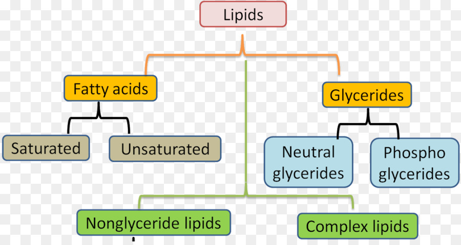 Los Lípidos，La Grasa PNG