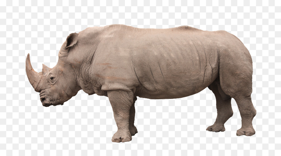 Rinoceronte，Durero S Rhinoceros PNG