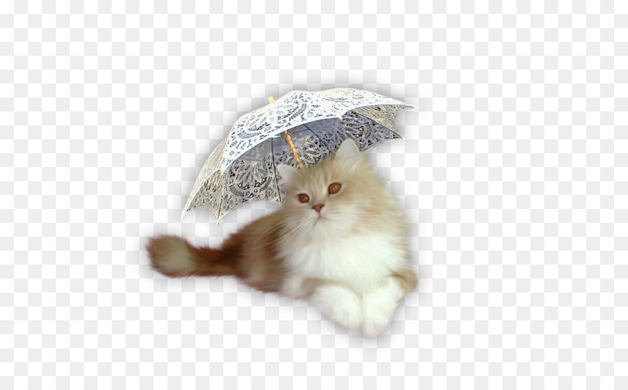 Gatito，The Ragamuffin Gato PNG