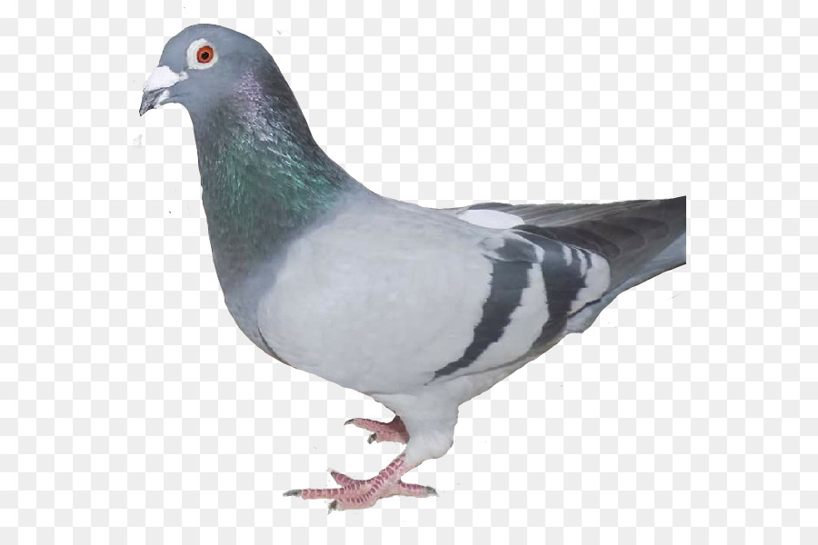 Stock Paloma，Columbidae PNG