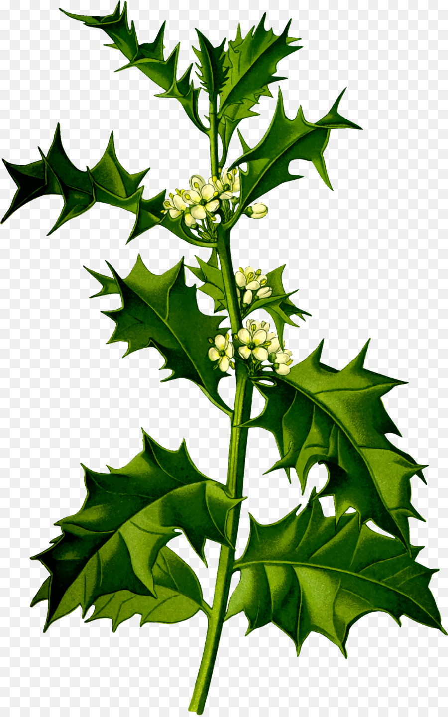 Común Holly，Planta PNG