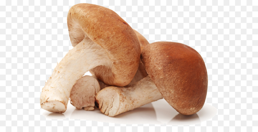 Shiitake，Seta PNG