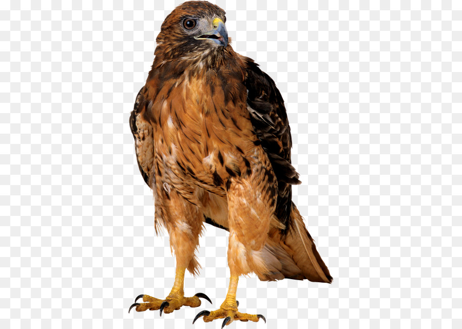 Aves，Falcon PNG