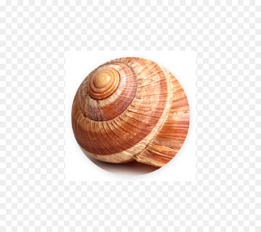 Caracol，Baba Caracol PNG