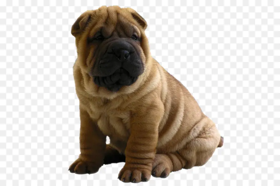 Shar Pei，Cachorro PNG